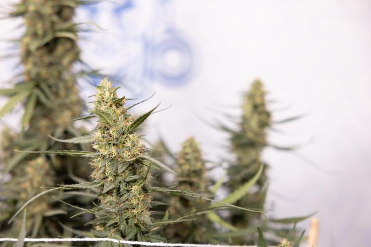 Chocolope 🍫 Auto - Zamnesia x B&B. Week 9 - Chocolope #1