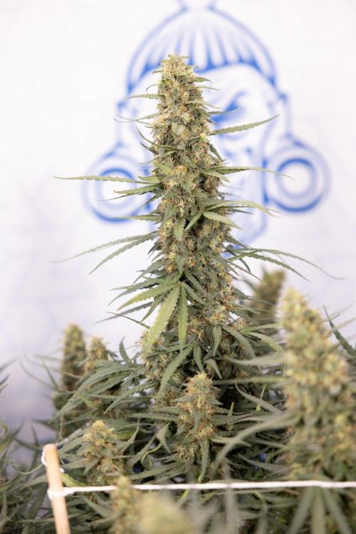 Chocolope 🍫 Auto - Zamnesia x B&B. Week 9 - Chocolope #1