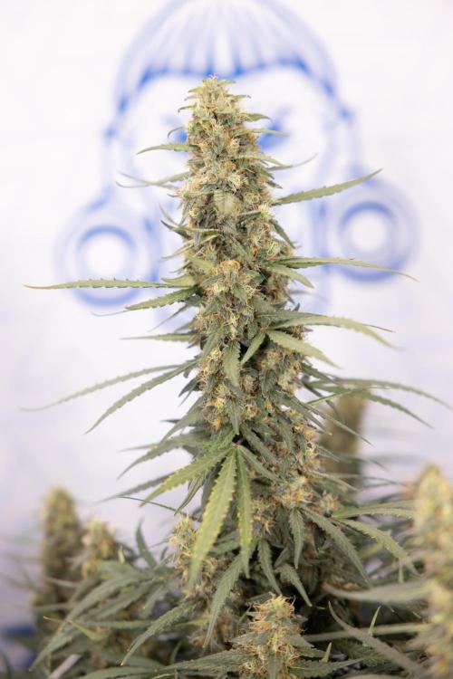 Chocolope 🍫 Auto - Zamnesia x B&B. Week 9 - Chocolope #1