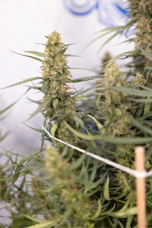 Chocolope 🍫 Auto - Zamnesia x B&B. Week 9 - Chocolope #1