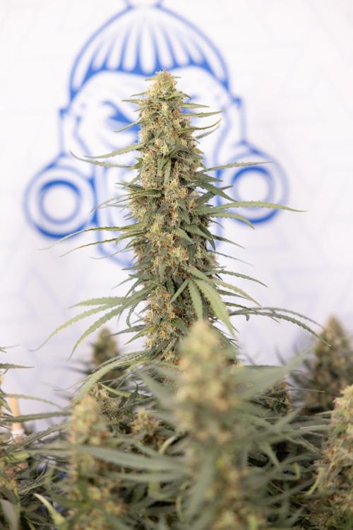 Chocolope 🍫 Auto - Zamnesia x B&B. Week 9 - Chocolope #1