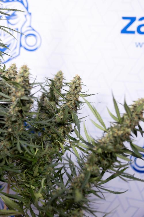 Chocolope 🍫 Auto - Zamnesia x B&B. Week 9 - Chocolope #1