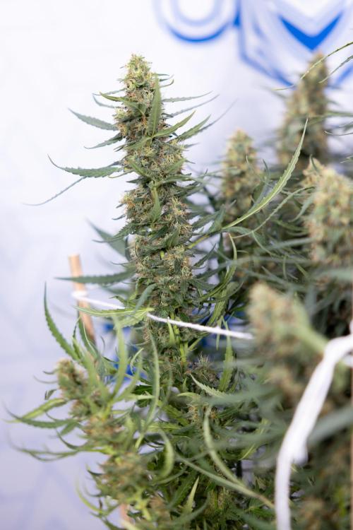 Chocolope 🍫 Auto - Zamnesia x B&B. Week 9 - Chocolope #1