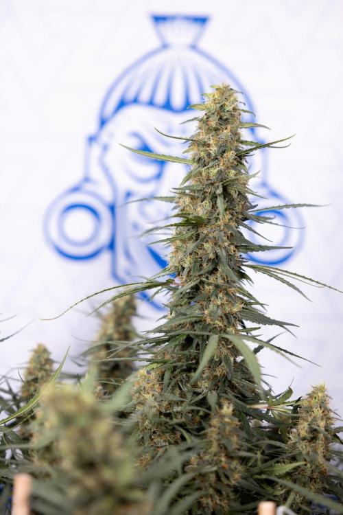 Chocolope 🍫 Auto - Zamnesia x B&B. Week 9 - Chocolope #1