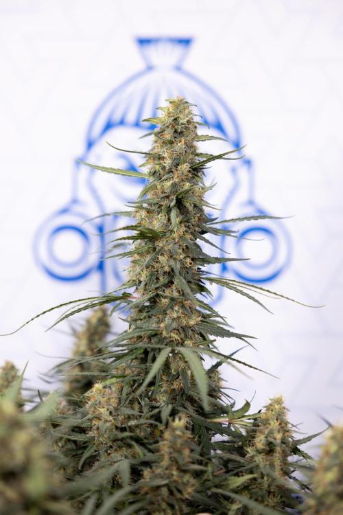 Chocolope 🍫 Auto - Zamnesia x B&B. Week 9 - Chocolope #1