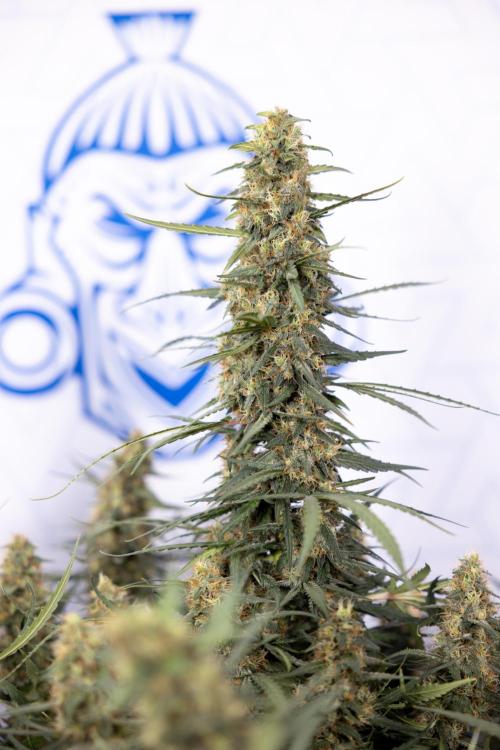 Chocolope 🍫 Auto - Zamnesia x B&B. Week 9 - Chocolope #1