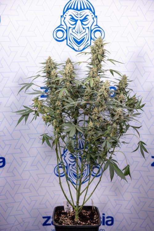 Chocolope 🍫 Auto - Zamnesia x B&B. Week 9 - Chocolope #2