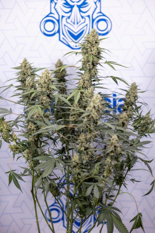 Chocolope 🍫 Auto - Zamnesia x B&B. Week 9 - Chocolope #2
