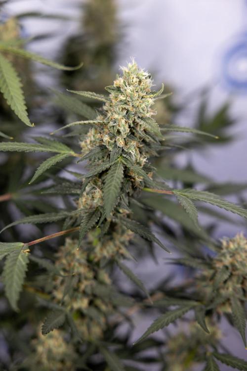 Chocolope 🍫 Auto - Zamnesia x B&B. Week 9 - Chocolope #2