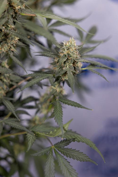 Chocolope 🍫 Auto - Zamnesia x B&B. Week 9 - Chocolope #2
