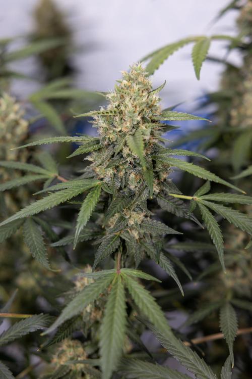 Chocolope 🍫 Auto - Zamnesia x B&B. Week 9 - Chocolope #2