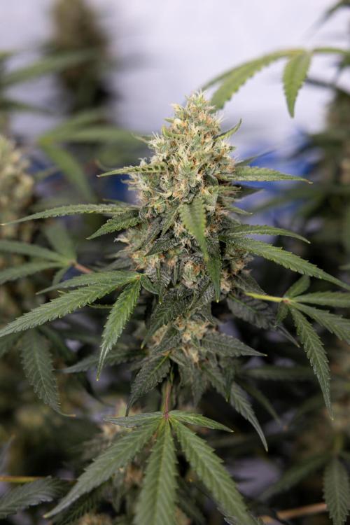 Chocolope 🍫 Auto - Zamnesia x B&B. Week 9 - Chocolope #2