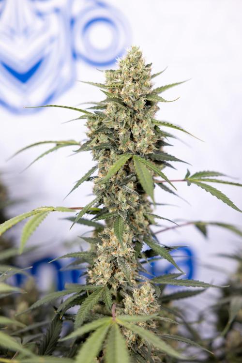 Chocolope 🍫 Auto - Zamnesia x B&B. Week 9 - Chocolope #2
