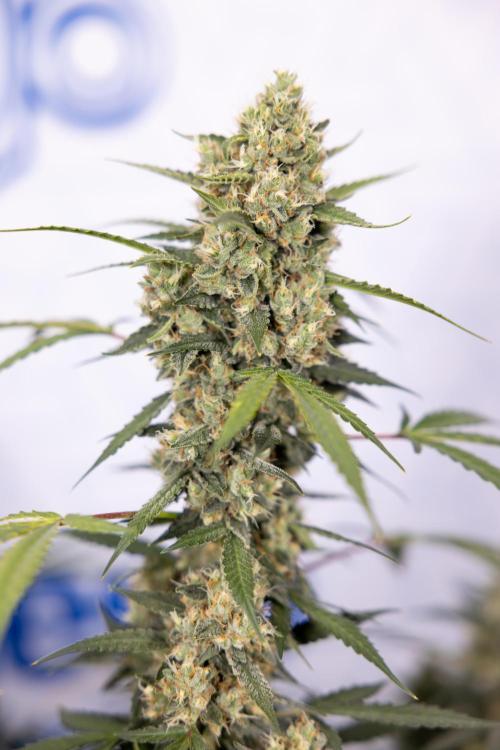 Chocolope 🍫 Auto - Zamnesia x B&B. Week 9 - Chocolope #2