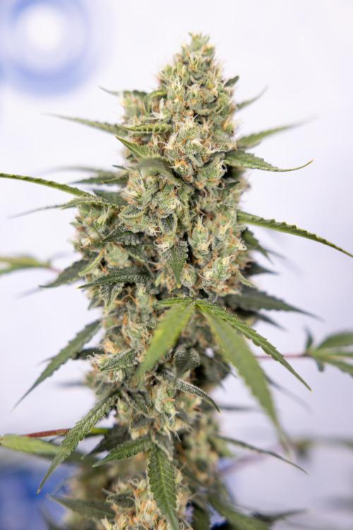 Chocolope 🍫 Auto - Zamnesia x B&B. Week 9 - Chocolope #2