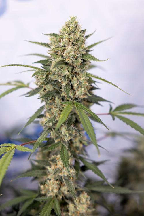 Chocolope 🍫 Auto - Zamnesia x B&B. Week 9 - Chocolope #2