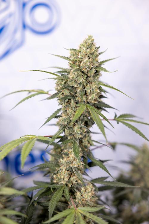 Chocolope 🍫 Auto - Zamnesia x B&B. Week 9 - Chocolope #2
