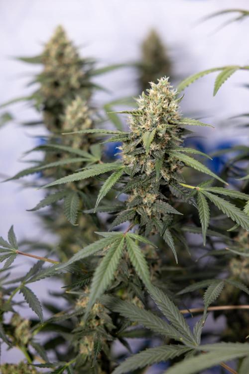 Chocolope 🍫 Auto - Zamnesia x B&B. Week 9 - Chocolope #2