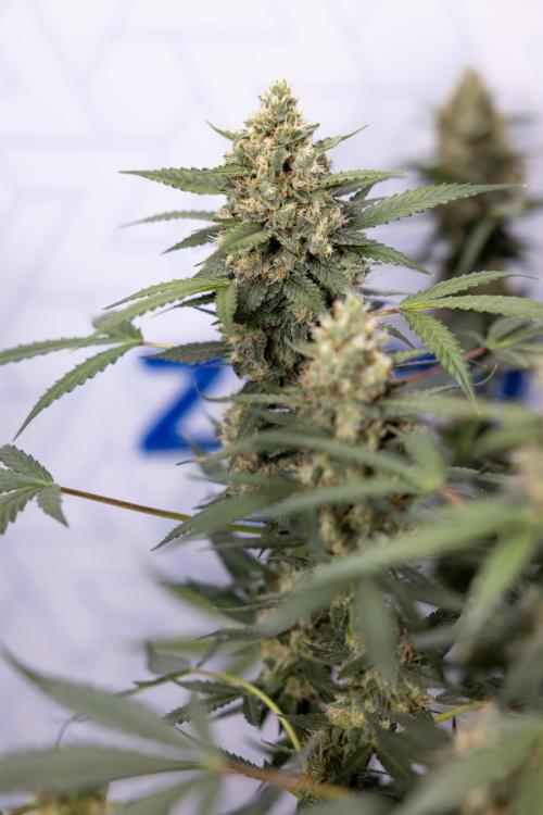 Chocolope 🍫 Auto - Zamnesia x B&B. Week 9 - Chocolope #2