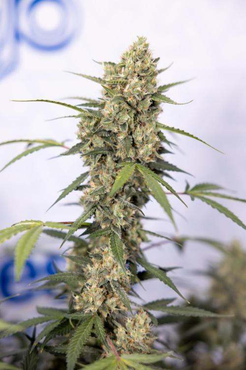 Chocolope 🍫 Auto - Zamnesia x B&B. Week 9 - Chocolope #2