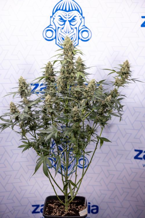 Chocolope 🍫 Auto - Zamnesia x B&B. Week 9 - Chocolope #2