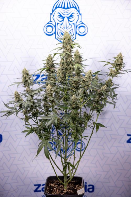 Chocolope 🍫 Auto - Zamnesia x B&B. Week 9 - Chocolope #2