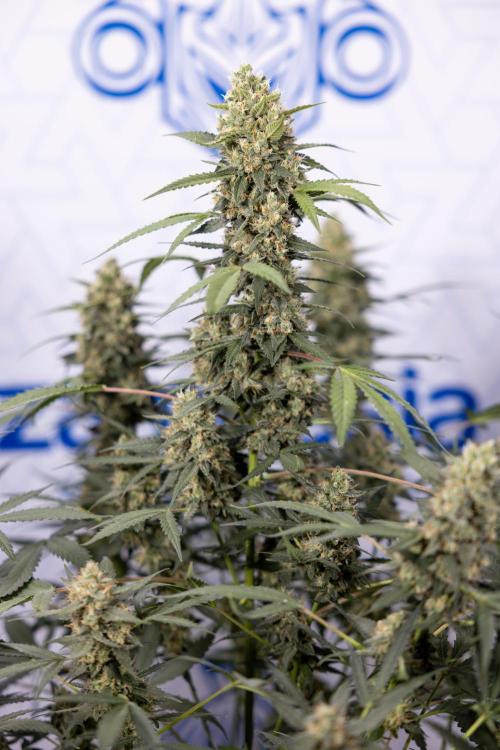 Chocolope 🍫 Auto - Zamnesia x B&B. Week 9 - Chocolope #2