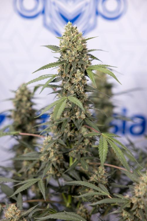 Chocolope 🍫 Auto - Zamnesia x B&B. Week 9 - Chocolope #2