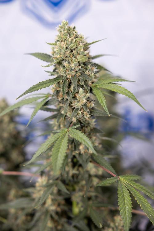 Chocolope 🍫 Auto - Zamnesia x B&B. Week 9 - Chocolope #2