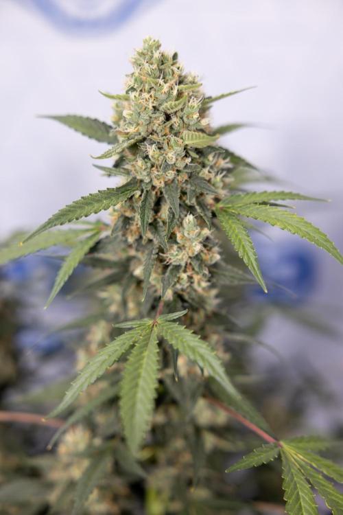 Chocolope 🍫 Auto - Zamnesia x B&B. Week 9 - Chocolope #2