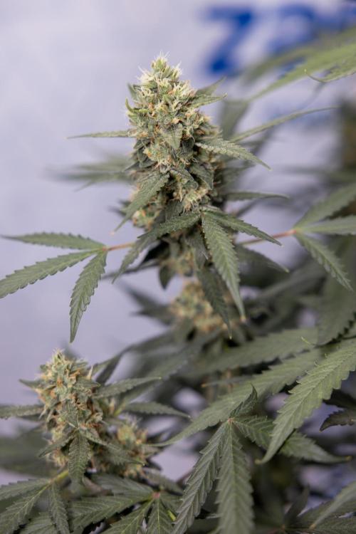Chocolope 🍫 Auto - Zamnesia x B&B. Week 9 - Chocolope #2