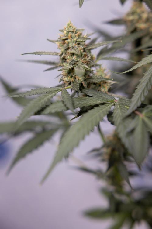 Chocolope 🍫 Auto - Zamnesia x B&B. Week 9 - Chocolope #2