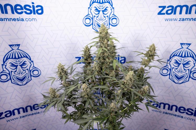 Chocolope 🍫 Auto - Zamnesia x B&B. Week 9 - Chocolope #2