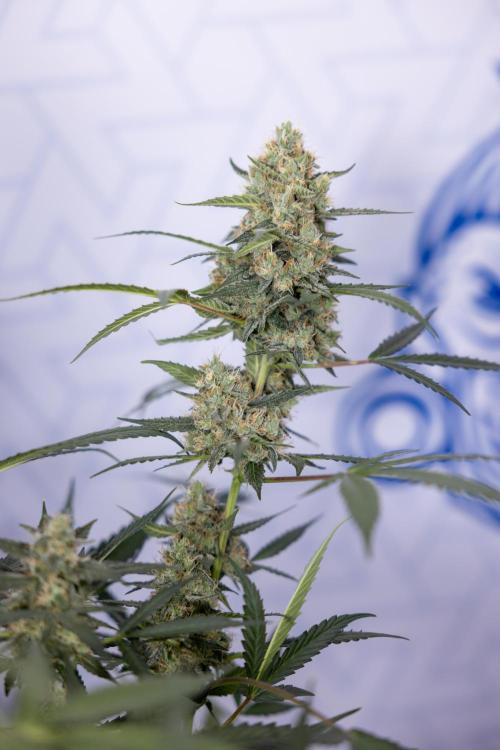 Chocolope 🍫 Auto - Zamnesia x B&B. Week 9 - Chocolope #2
