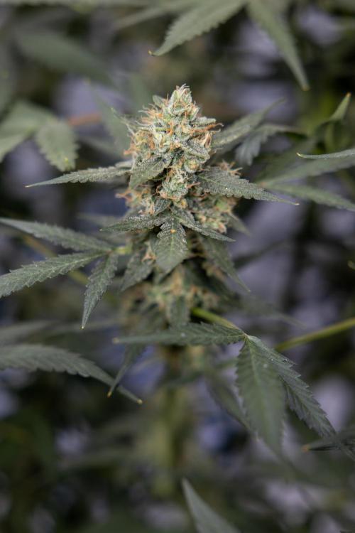 Chocolope 🍫 Auto - Zamnesia x B&B. Week 9 - Chocolope #2