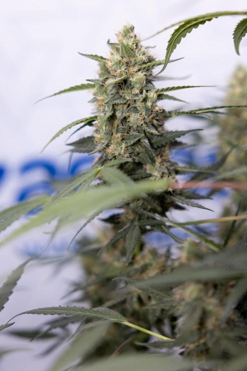 Chocolope 🍫 Auto - Zamnesia x B&B. Week 9 - Chocolope #2