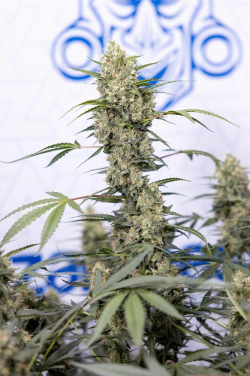 Chocolope 🍫 Auto - Zamnesia x B&B. Week 9 - Chocolope #2