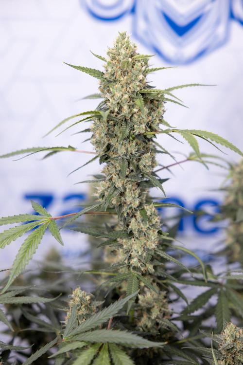 Chocolope 🍫 Auto - Zamnesia x B&B. Week 9 - Chocolope #2