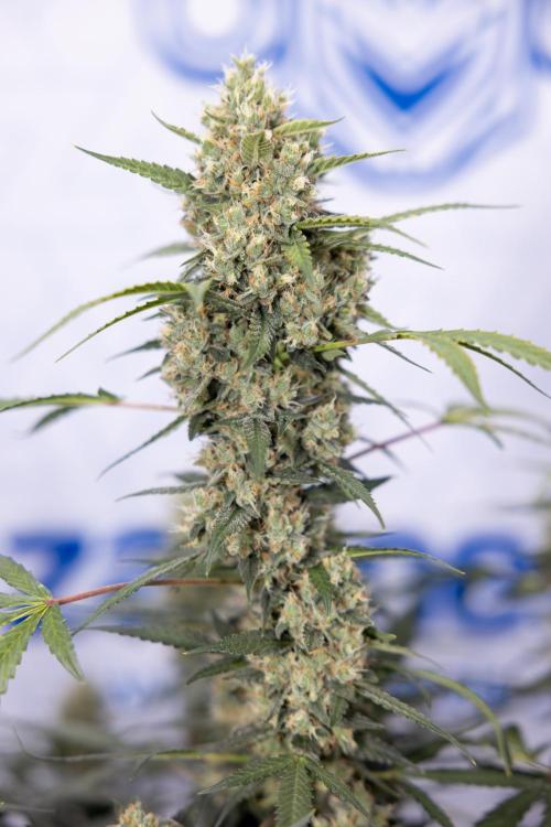 Chocolope 🍫 Auto - Zamnesia x B&B. Week 9 - Chocolope #2