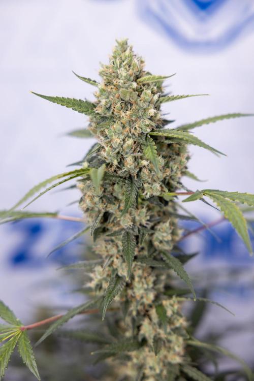 Chocolope 🍫 Auto - Zamnesia x B&B. Week 9 - Chocolope #2