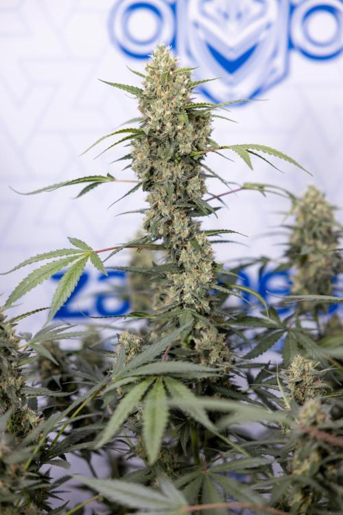 Chocolope 🍫 Auto - Zamnesia x B&B. Week 9 - Chocolope #2