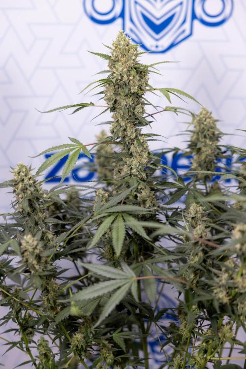 Chocolope 🍫 Auto - Zamnesia x B&B. Week 9 - Chocolope #2