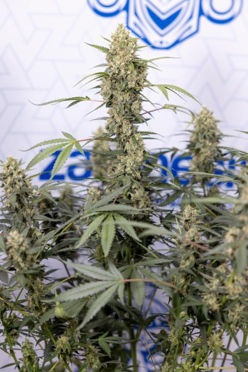Chocolope 🍫 Auto - Zamnesia x B&B. Week 9 - Chocolope #2
