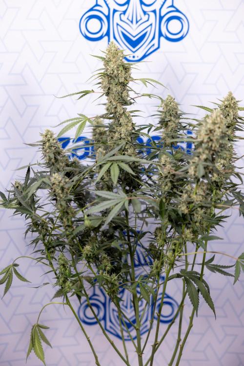 Chocolope 🍫 Auto - Zamnesia x B&B. Week 9 - Chocolope #2