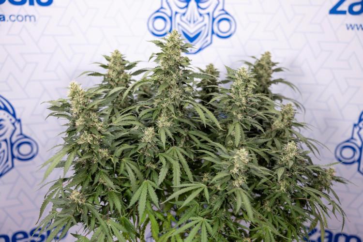 Mimosa 🌾 Auto - Zamnesia x B&B. Week 9