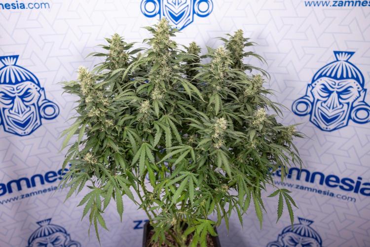 Mimosa 🌾 Auto - Zamnesia x B&B. Week 9