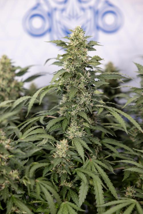 Mimosa 🌾 Auto - Zamnesia x B&B. Week 9