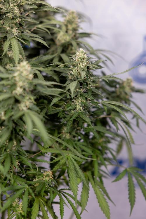 Mimosa 🌾 Auto - Zamnesia x B&B. Week 9