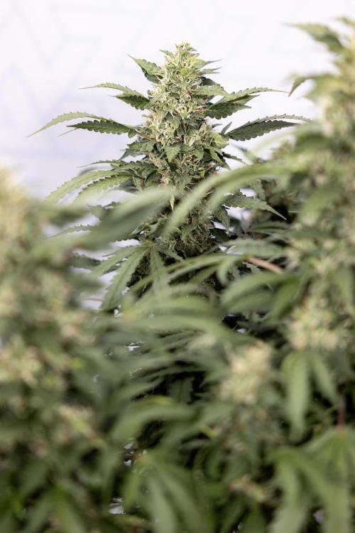 Mimosa 🌾 Auto - Zamnesia x B&B. Week 9