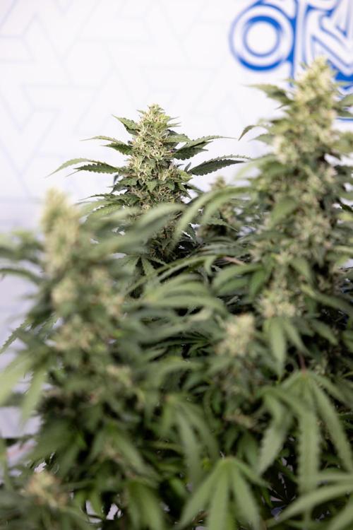 Mimosa 🌾 Auto - Zamnesia x B&B. Week 9